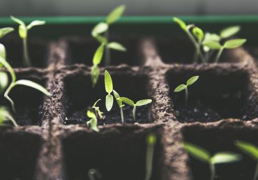 Innovazione e sostenibilità: il futuro dell’agricoltura in Lombardia