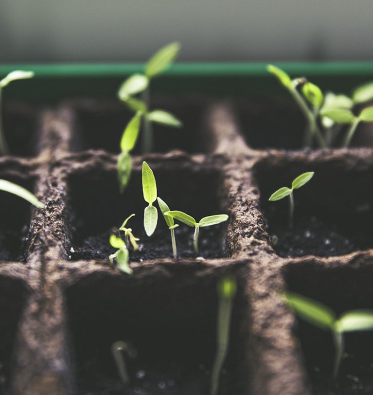 Innovazione e sostenibilità: il futuro dell’agricoltura in Lombardia